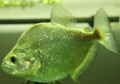 虎魚水質管理的最佳實踐，虎魚水質管理最佳實踐