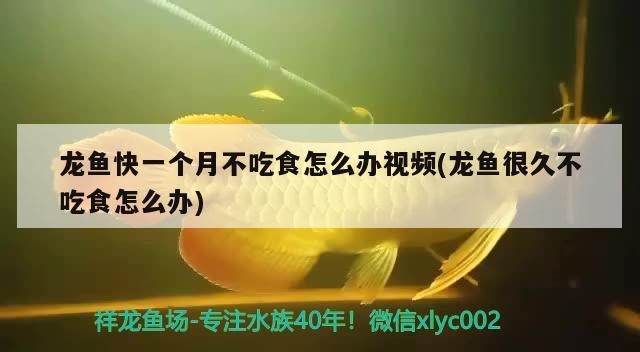 水虎命缺什么，屬虎人水命性格分析