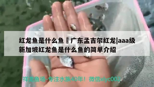 水虎命缺什么，屬虎人水命性格分析