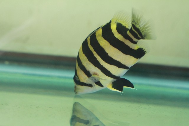 單反抓拍虎魚