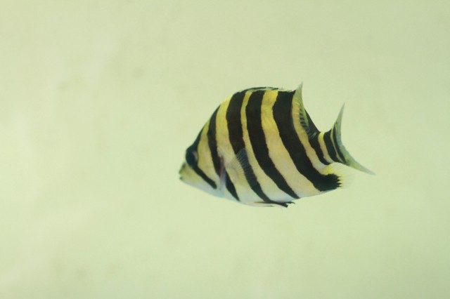 單反抓拍虎魚