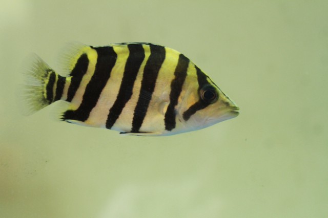 單反抓拍虎魚