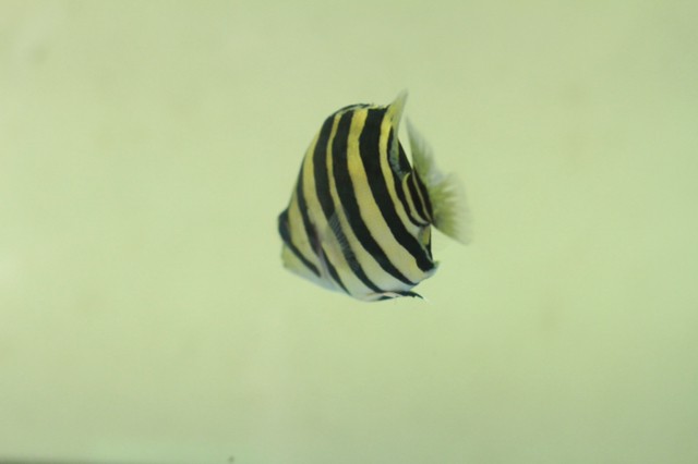 單反抓拍虎魚