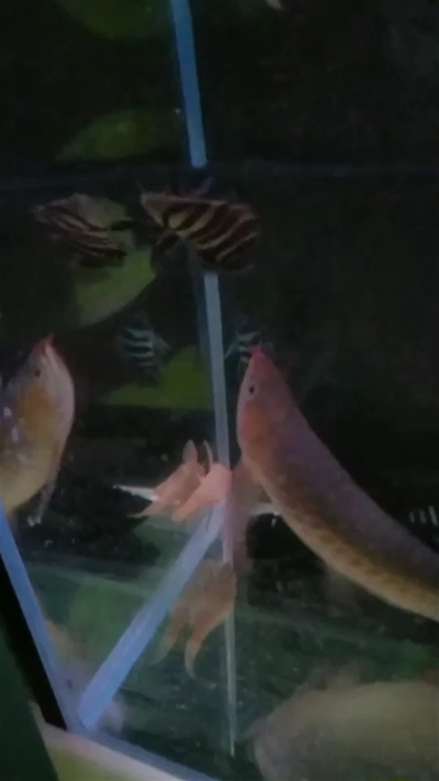 薩伊藍(lán)和虎魚還是挺好看的
