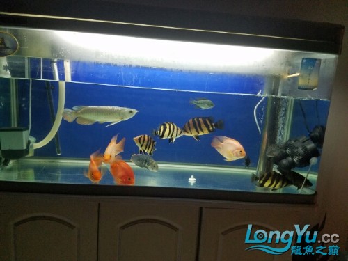 龍魚爬缸不吃食虎魚曾缸底