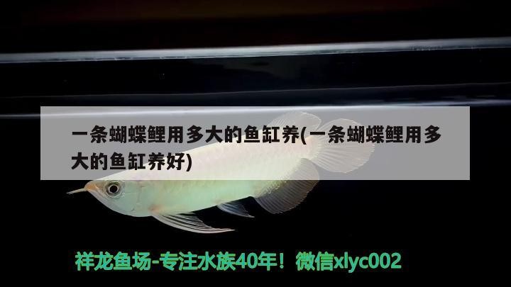 龍魚虎魚混養尺寸（龍魚跟虎魚尺寸怎么搭配）