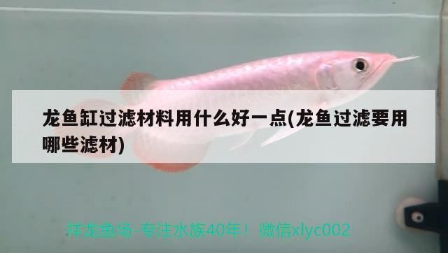 龍魚虎魚混養尺寸（龍魚跟虎魚尺寸怎么搭配）
