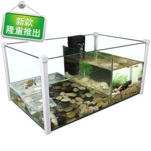 黑魚的養殖技術：黑魚在魚缸里好養的視頻播放內容是一種生命力較強的淡水魚