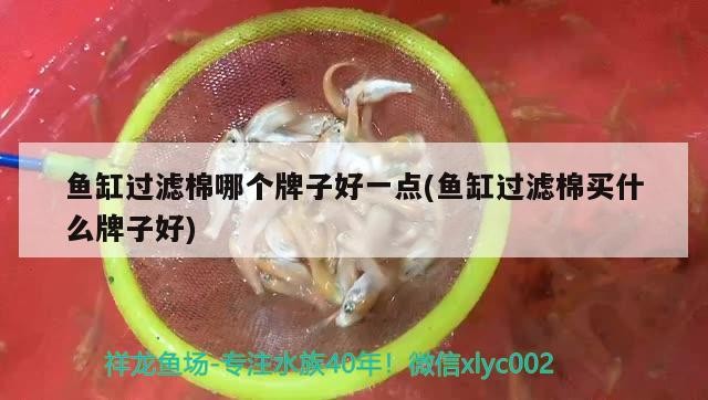 600厘米的魚缸養什么魚 600厘米的魚缸養什么魚好