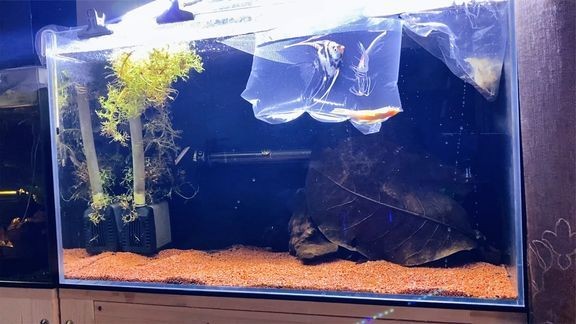 幻彩紅寶石雷龍魚缸選擇幻彩紅寶石雷龍魚飼養注意事項：如何選擇幻彩紅寶石雷龍魚