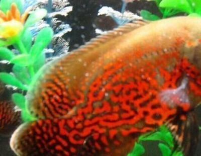 赤焰中國虎魚疾病預防方法，赤焰中國虎魚疾病的預防方法包括勤換水、勤換水、勤洗棉 赤焰中國虎魚疾病預防方法，赤焰中國虎魚疾病的預防方法包括勤換水、勤換水、勤洗棉 虎魚百科 第5張
