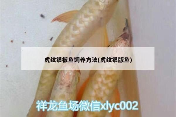 銀板魚混養缸適宜水溫范圍，銀板魚混養缸的適宜水溫范圍