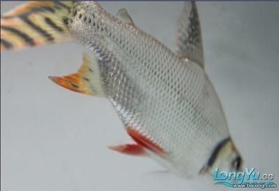 銀板魚混養缸適宜水溫范圍，銀板魚混養缸的適宜水溫范圍