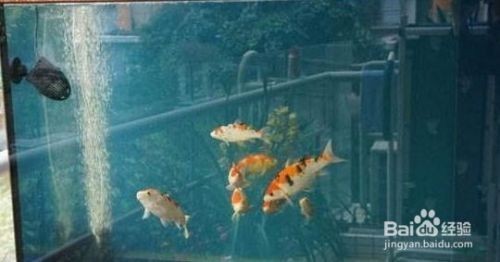 銀龍魚和招財貓魚能混養嗎圖片（銀龍魚和招財貓魚能混養嗎圖片大全）