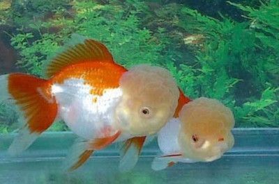 魚缸生態揭秘魚缸生態揭秘魚缸生態揭秘魚缸生態系統：觀察日記的藝術