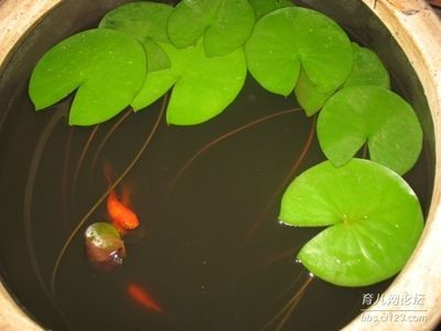魚缸生態揭秘魚缸生態揭秘魚缸生態揭秘魚缸生態系統：觀察日記的藝術