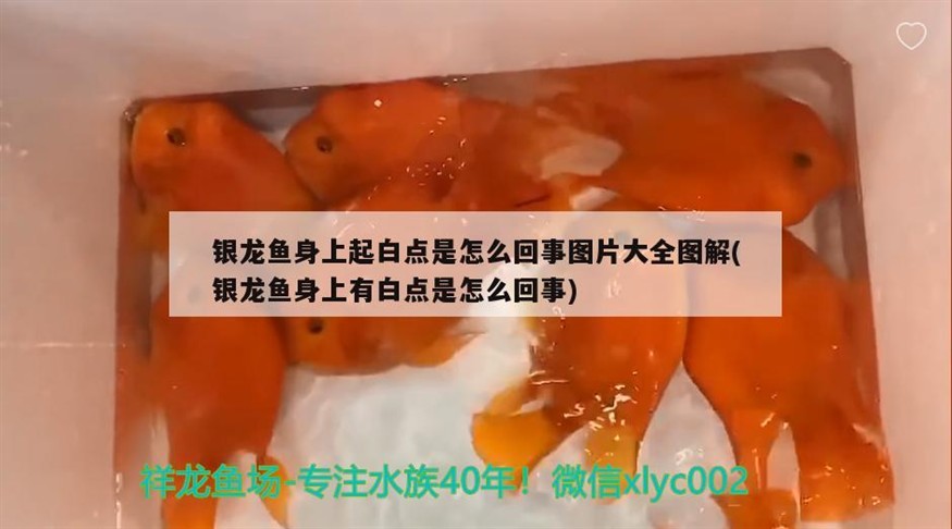 銀龍魚(yú)身上起白點(diǎn)是怎么回事圖片大全圖解(銀龍魚(yú)身上有白點(diǎn)是怎么回事)