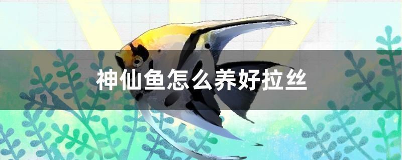 細線銀板魚苗混養飼料搭配，細線銀板魚苗在混養時應注意其性格特點和飼養環境