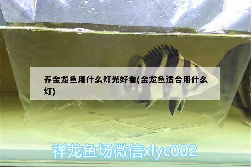 養金龍魚用什么燈光好看(金龍魚適合用什么燈)