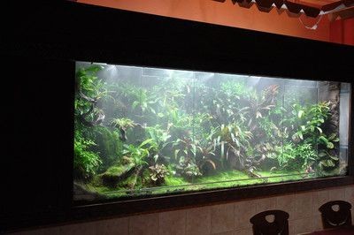 養龍魚的缸能做生態缸嗎