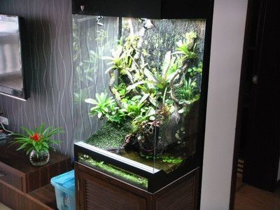養龍魚的缸能做生態缸嗎