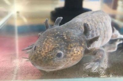 龍魚多少度食量最好養呢 龍魚多少度食量最好養呢 龍魚百科 第1張