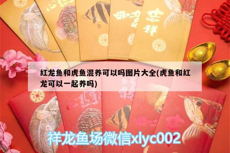 雷龍魚可以和虎魚混養嗎圖片欣賞（雷龍魚可以跟虎魚混養嗎）