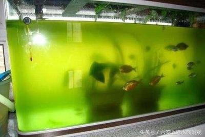 張掖市甘州區至尊水族館（張掖市甘州區至尊水族館電話）