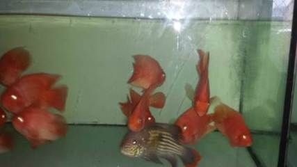 龍魚七星刀混養(yǎng)怎么樣啊