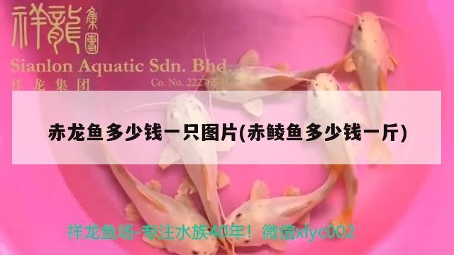 虎魚持續休養中