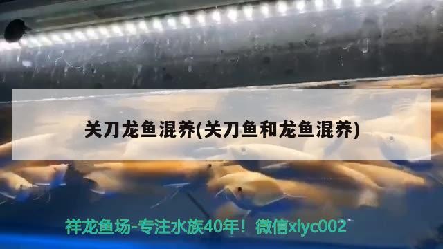 虎魚持續休養中