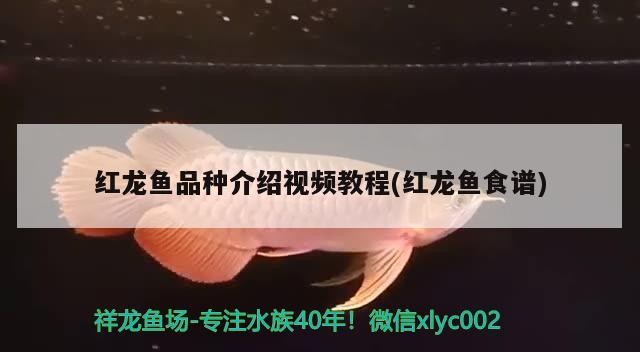 虎魚持續休養中