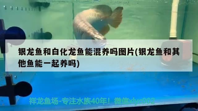銀龍魚(yú)和白化龍魚(yú)能混養(yǎng)嗎圖片(銀龍魚(yú)和其他魚(yú)能一起養(yǎng)嗎)