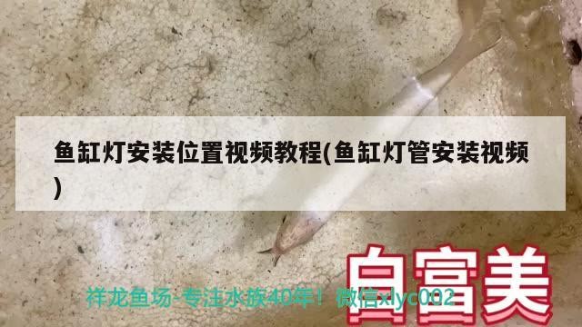 虎魚(yú)魚(yú)苗喂什么好養(yǎng)護(hù)呢視頻（虎魚(yú)魚(yú)苗喂什么好養(yǎng)護(hù)呢視頻大全）