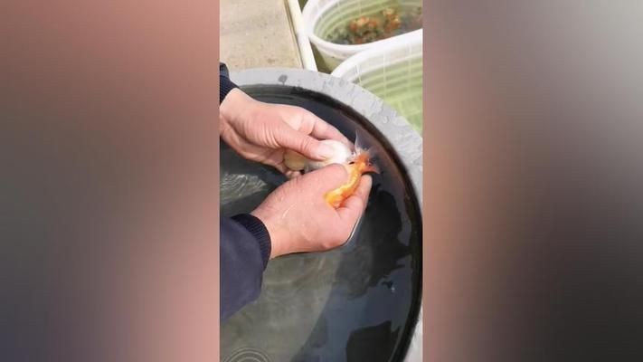 金老虎魚繁殖技巧分享，金老虎魚的繁殖技巧