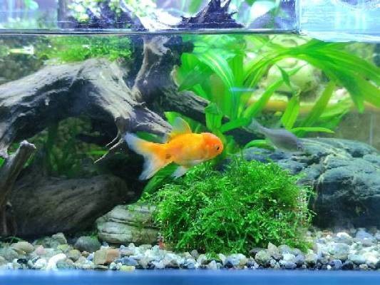 魚缸只有過濾器沒有氧氣可以嗎（魚缸只有過濾器沒有氧氣可以嗎視頻）