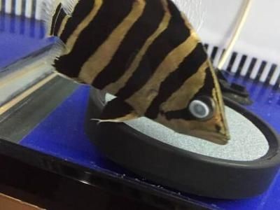 虎魚常見疾病及預防，虎魚常見的三種疾病及其預防措施