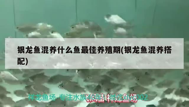 銀龍魚混養什么魚最佳養殖期(銀龍魚混養搭配)