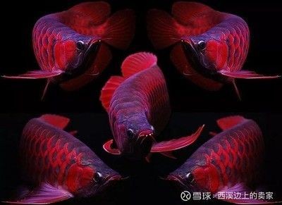 成年紅龍魚幾天喂一次飼料好