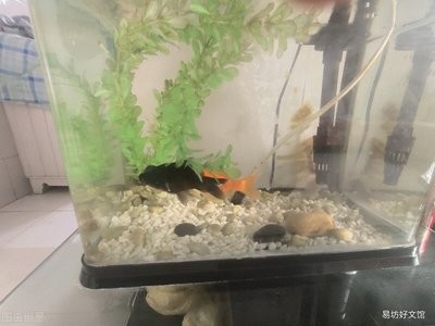 銀龍魚怎么分辨公母圖片(如何區分銀龍魚的公母圖片)