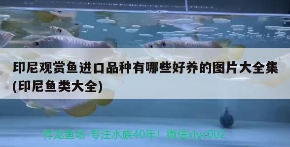 龍魚配虎魚怎么樣啊圖片（龍魚虎魚圖片大全大圖）