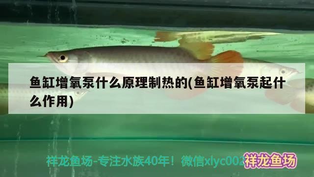 龍魚配虎魚怎么樣啊圖片（龍魚虎魚圖片大全大圖）
