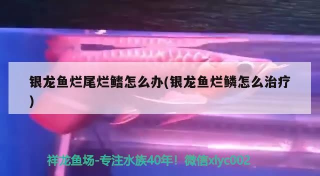 銀龍魚爛尾爛鰭怎么辦(銀龍魚爛鱗怎么治療)