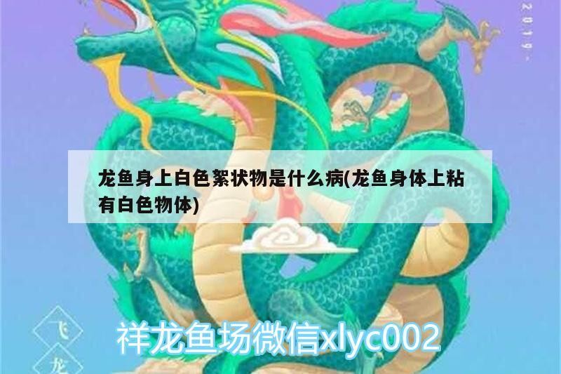 龍魚虎魚混養視頻播放大全（龍魚虎魚配魚）