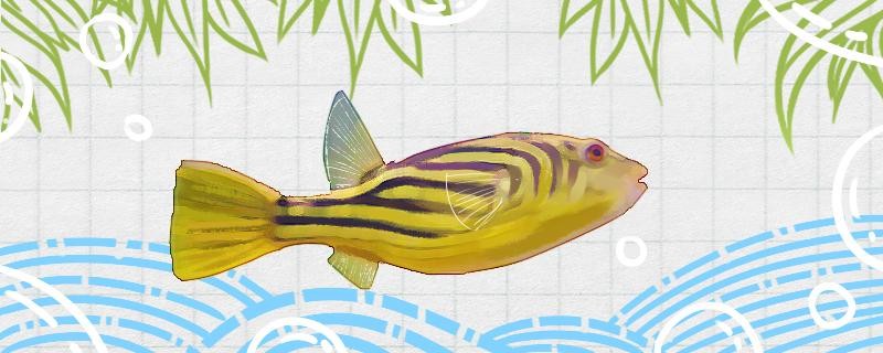 我的虎魚真菌感染了要怎么處理 斑馬狗頭魚吃什么怎么養(yǎng) 虎魚百科 斑馬狗頭魚吃什么怎么養(yǎng) 斑馬狗頭魚吃什么怎么養(yǎng) 虎魚百科