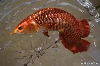 龍魚用白缸還是黑缸比較好一點