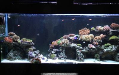 紅海魚缸和藍(lán)甸魚缸選擇紅海魚缸和藍(lán)甸魚缸哪個(gè)好：紅海魚缸和藍(lán)甸魚缸和藍(lán)甸魚缸哪個(gè)好
