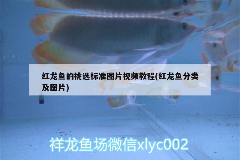 虎鯨捕食海象嗎（鯨魚(yú)吃海象）
