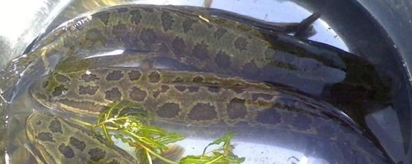 黑魚魚缸需要增氧取決于多個因素，黑魚魚缸養護方法：黑魚魚缸是否需要增氧 黑魚魚缸需要增氧取決于多個因素，黑魚魚缸養護方法：黑魚魚缸是否需要增氧 魚缸百科 第1張