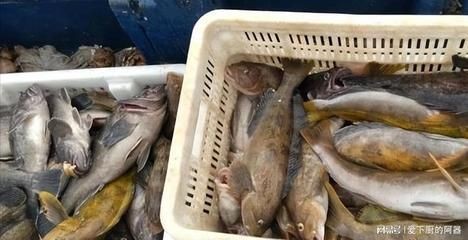黑魚魚缸需要增氧取決于多個因素，黑魚魚缸養護方法：黑魚魚缸是否需要增氧 黑魚魚缸需要增氧取決于多個因素，黑魚魚缸養護方法：黑魚魚缸是否需要增氧 魚缸百科 第3張